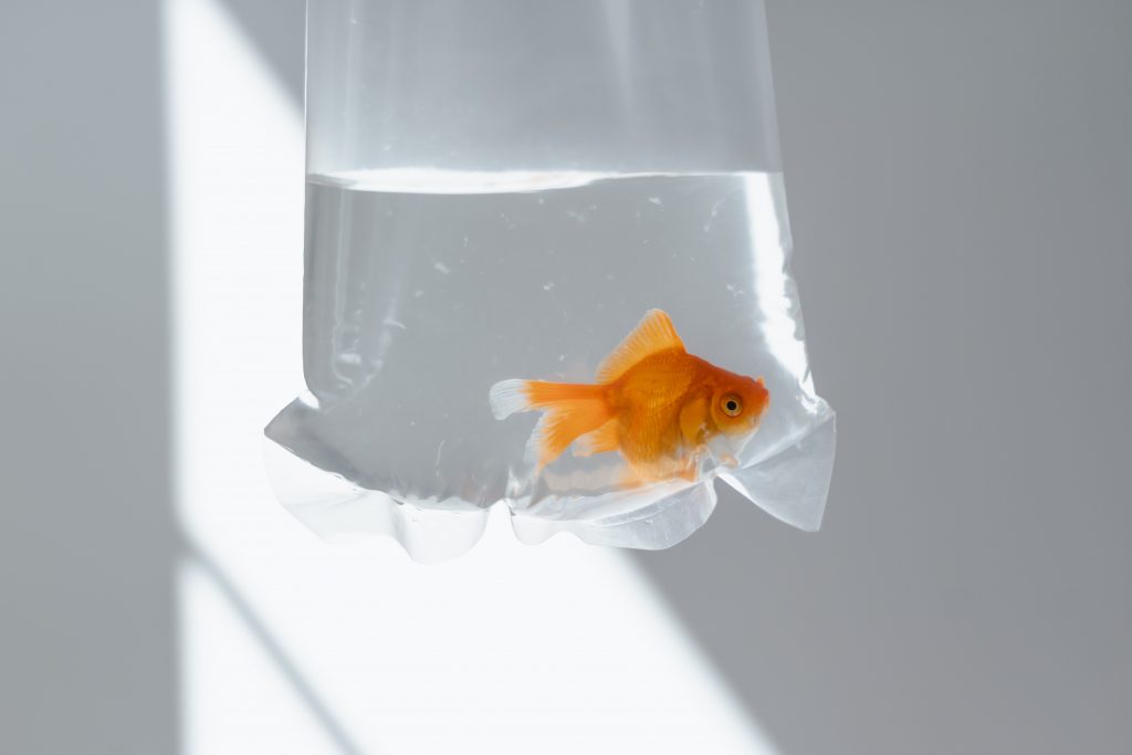 Stock imagery of a goldfish in a plastic bag. Photo by Mart Production, from Pexels.