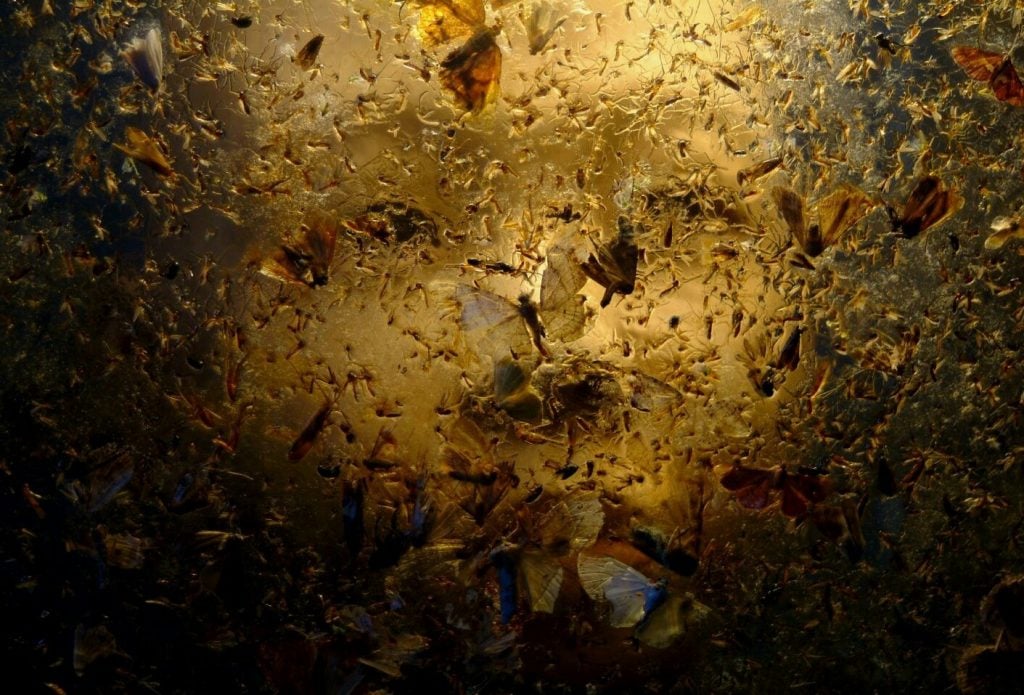 Yu Buk, <em>Boy</em>. This NFT of an image of insects killed by the artist is for sale on OpenSea. 
