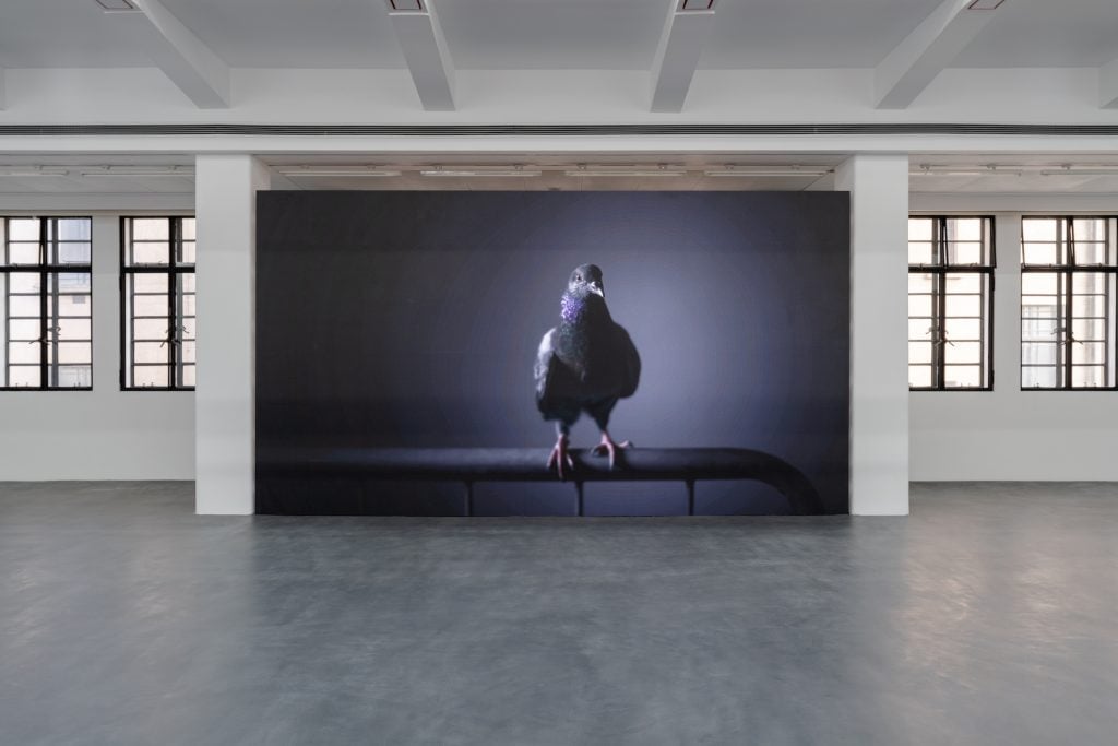 Installation view of Die Taubenpost (The Homing Pigeon) in 