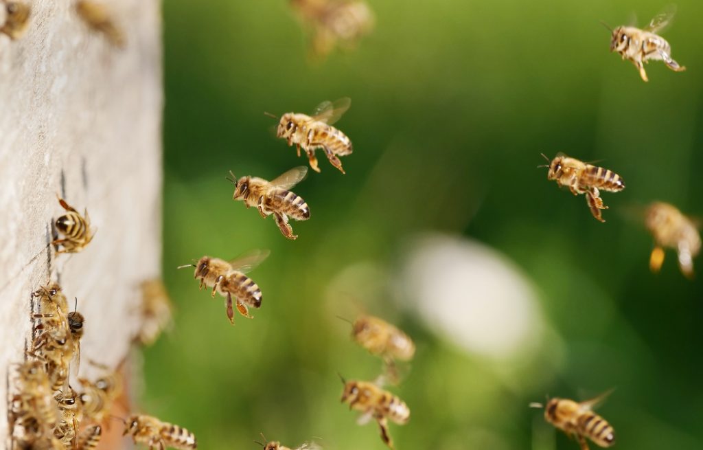 Honey bees fly to the hive