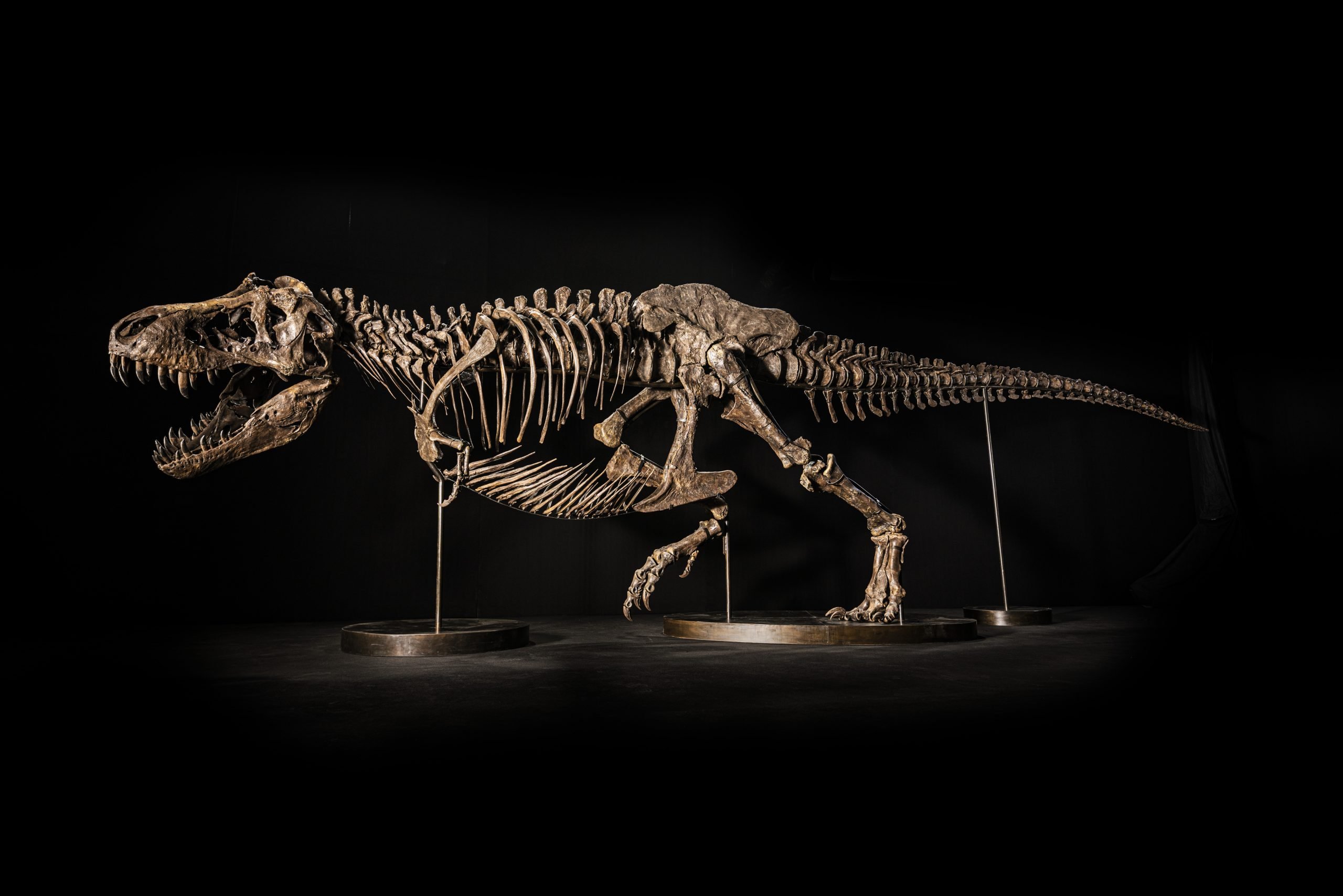 Christie s Pulled a 25 Million T Rex Skeleton From Auction After