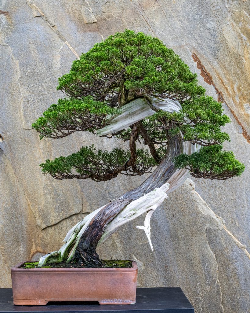 Chinese juniper (Juniperus chinensis ‘Shimpaku’) in the slant style. Developed by Seiji Morimae. Photo by Hank Davis, courtesy of Longwood Gardens.
