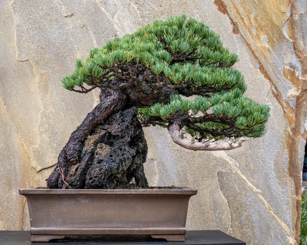 Japanese white pine (Pinus parviflora ‘Miyajima’) in the slant style. Developed by Kimura Masahiko. Photo by Hank Davis, courtesy of Longwood Gardens.