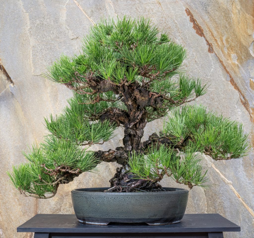 Cork Bark Japanese Black Pine (Pinus thunbergii) in the slant style. Developed by Chinsho-en nursery in Takamatsu, Japan. Photo by Hank Davis, courtesy of Longwood Gardens.