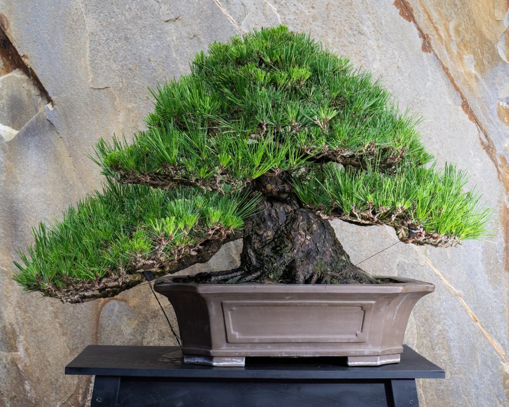Japanese black pine (Pinus thunbergii) in the upright style. Developed by Suzuki Shinji. Photo by Hank Davis, courtesy of Longwood Gardens.
