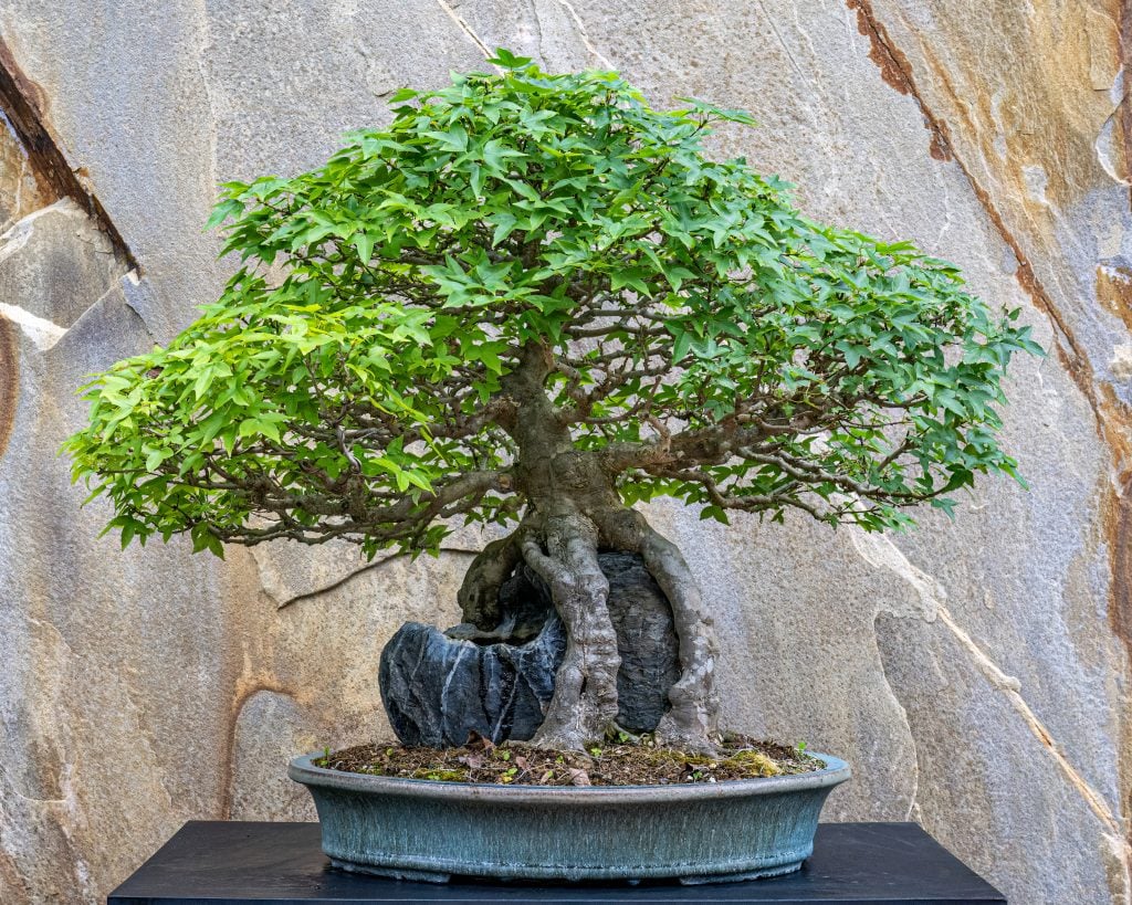 Trident maple (Acer buergerianum) in the root over rock style. Developed by Suthin Sukosolvisit. Photo by Hank Davis, courtesy of Longwood Gardens.