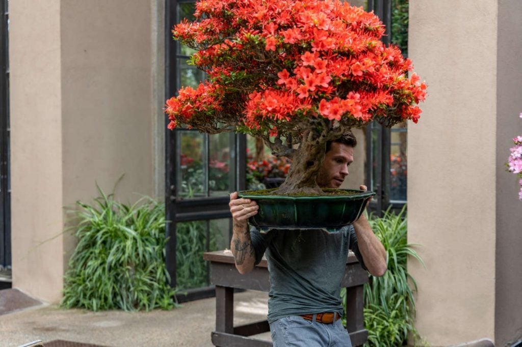 Bonsai curator Kevin Bielicki installing a Kinsai Satsuki azalea hybrid at Longwood Gardens. Photo by Carol DeGuiseppi, courtesy of Longwood Gardens.