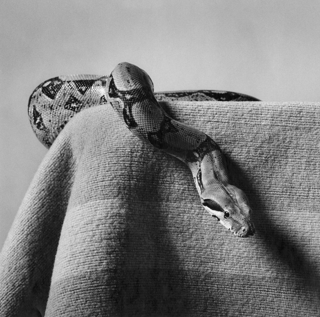 9. Hujar Skippy Boa Constrictor 1985