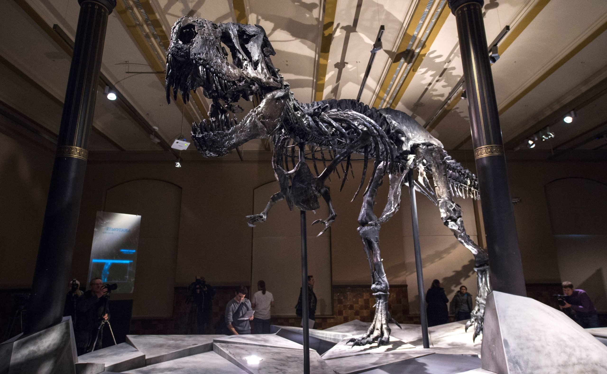 An original and nearly complete skeleton at Berlin's Natural History Museum . Photo: John MACDOUGALL/AFP via Getty Images.