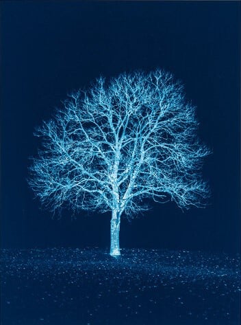 Gilles Lorin, Tree Portrait, Prussian Blue Study n°1 (2016).  Courtesy of Kunkel Fine Art, Munich.