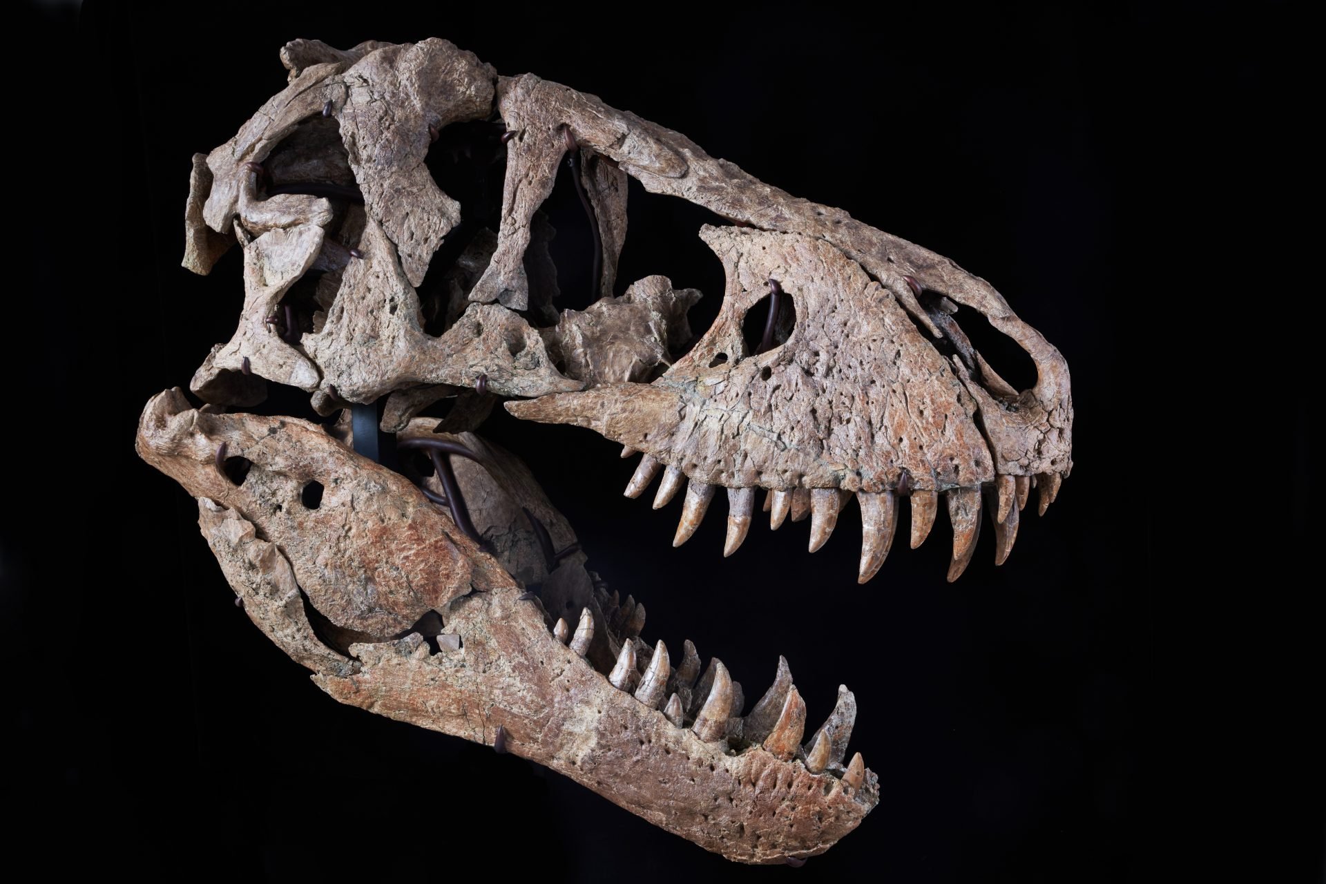 One Of The Most Complete T Rex Skulls Ever Found May Fetch 20 Million