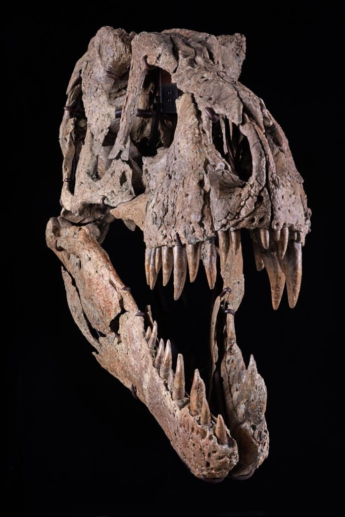 Maximus, a T. rex skull that the auction house claims is among the most complete and best-preserved specimens ever found, could fetch up to $20 million at Sotheby's New York. Photo courtesy of Sotheby's New York.
