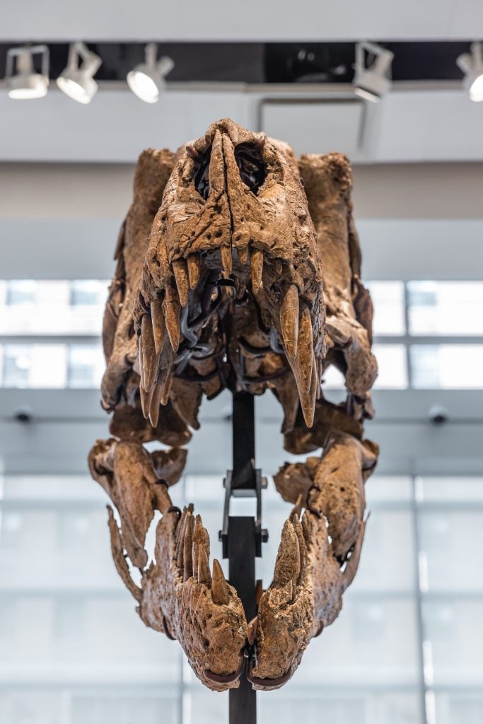Maximus, a T. rex skull that the auction house claims is among the most complete and best-preserved specimens ever found, could fetch up to $20 million at Sotheby's New York. Photo courtesy of Sotheby's New York.