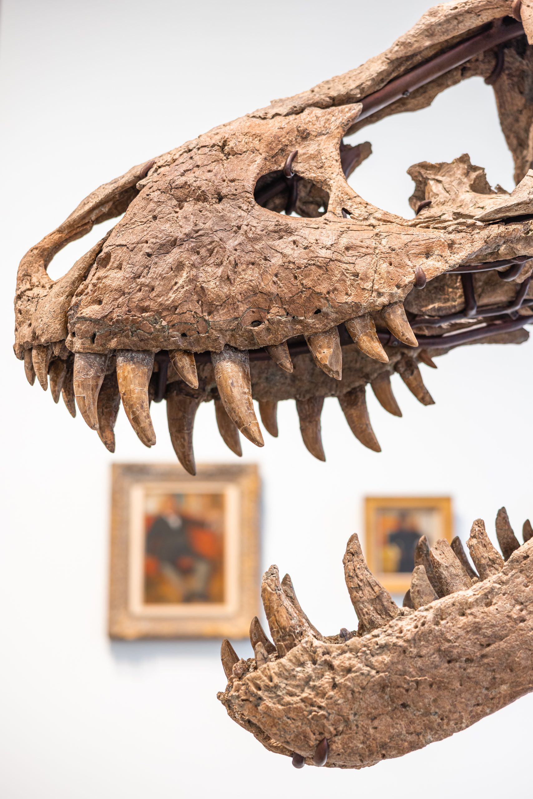 Sotheby’s Auction Of A T. Rex Skull, Expected To Fetch $20 Million ...