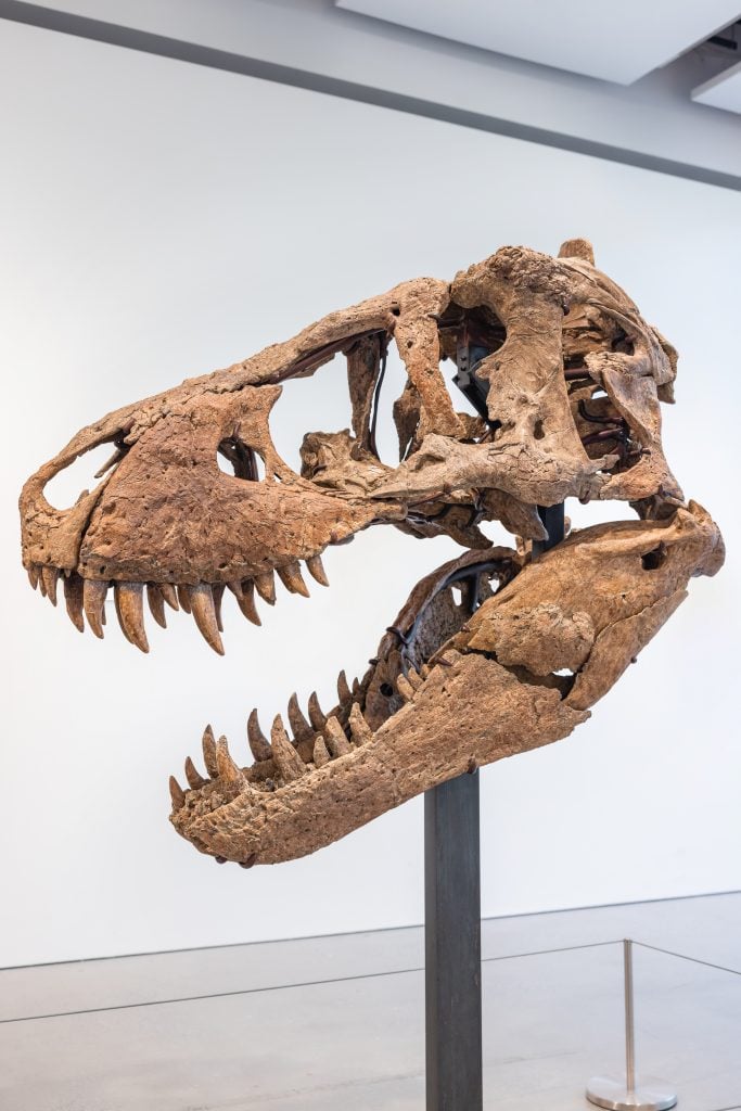 One of the Most Complete T. Rex Skulls Ever May Fetch $20 Million at a Single-Lot Sale Sotheby's