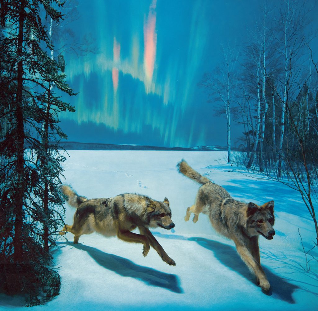 The <em>Wolves by Night</em> diorama at the American Museum of Natural History. Photo by Roderick Mickens, ©American Museum of Natural History, New York. 