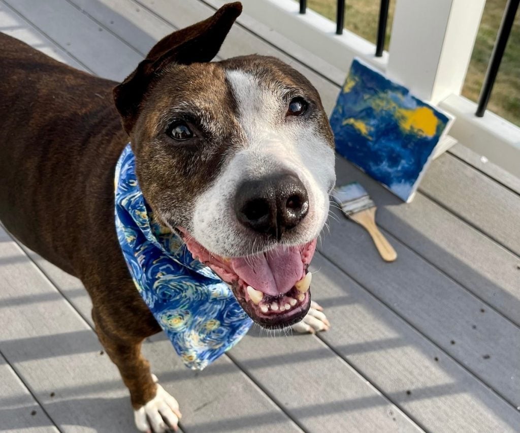 Van Gogh the rescue dog with his version of The Starry Night. Photo courtesy of Happily Furever After Rescue.