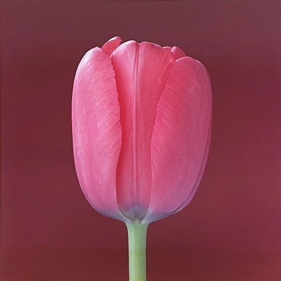 Robert Mapplethorpe, Tulip (1988). Est. $30,000–$50,000.