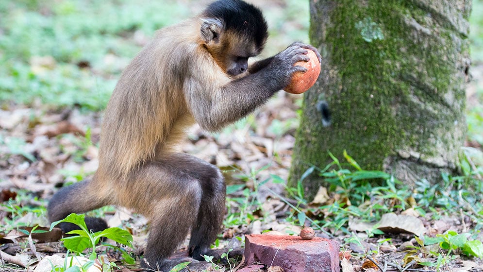 Un mono capuchino rompe nueces usando una roca como martillo y una más grande como yunque en el noreste de Brasil.  Foto de Tiago Falotico, cortesía de CONICET.