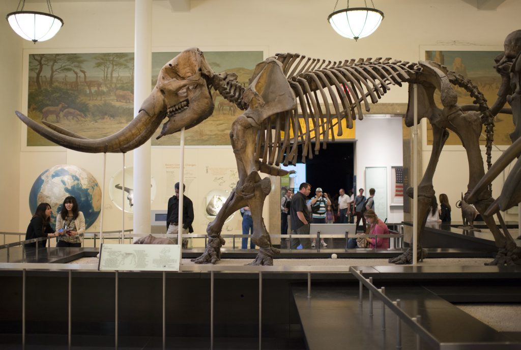 Mammoth skeletons in the American Museum of Natural History on June 17 2012 in New York. Photo by Victor Fraile/Corbis via Getty Images.
