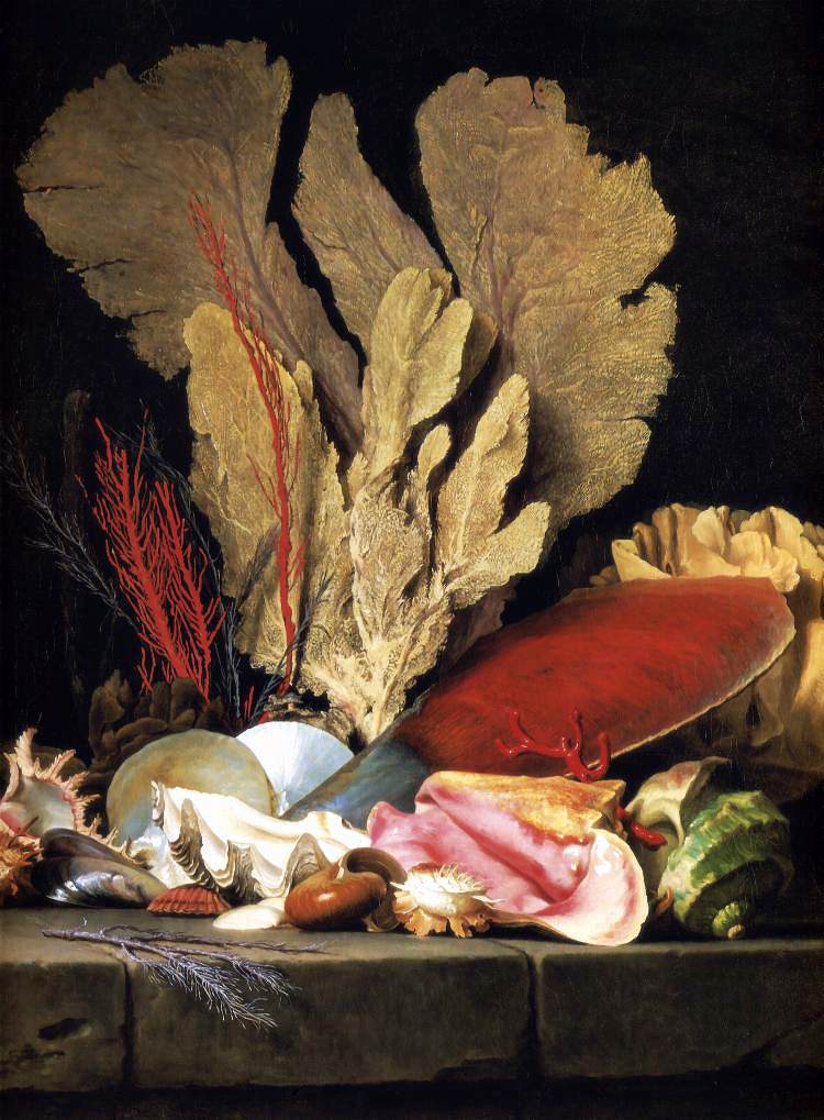 Anne Vallayer-Coster, <em>Still-Life with Tuft of Marine Plants, Shells and Corals</em> (1769). Collection of Louvre, Paris. 