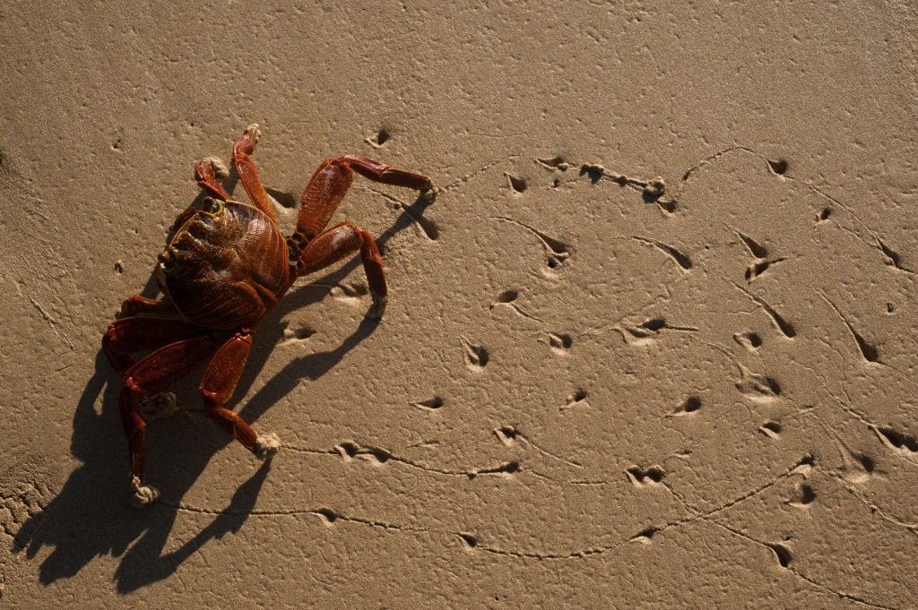 A crab. Photo by Matt Moyer, courtesy of Getty Images.