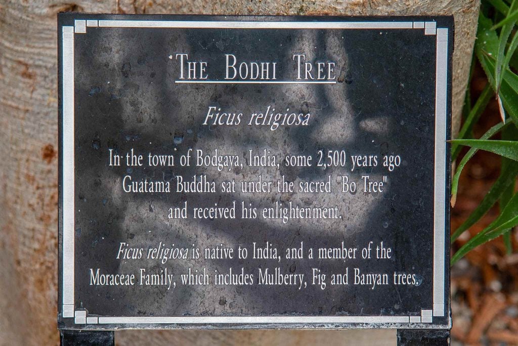 The Bodhi Tree's plaque in the greenhouse of Sol Y Sombra. Courtesy of Paul Duran Santa Fe Real Estate.