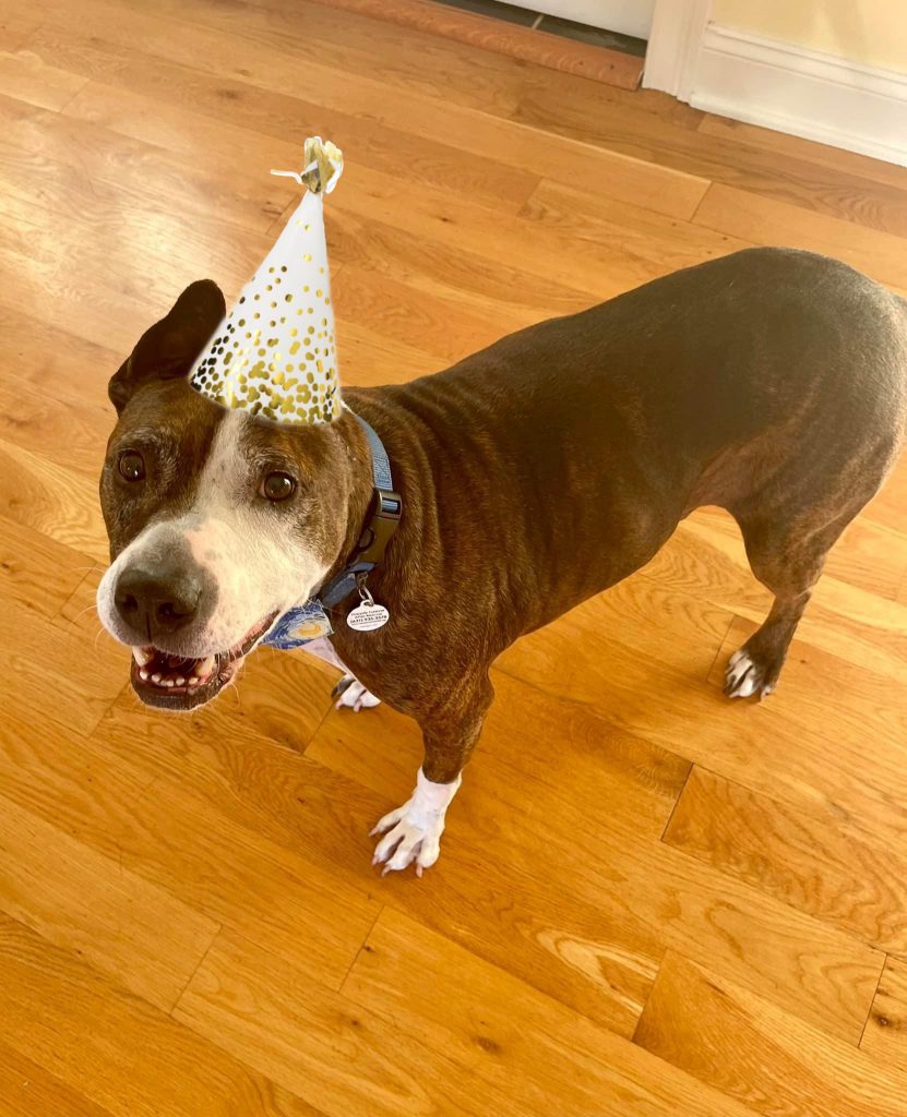 Van Gogh the dog is celebrating his birthday with a charity art auction. Photo courtesy of Happily Furever After Rescue.