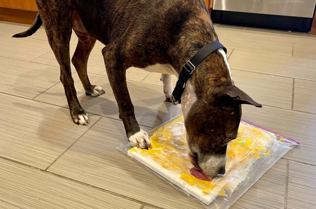 Van Gogh the dog painting <em>Sunflowers</em>. Photo courtesy of Happily Furever After Rescue.