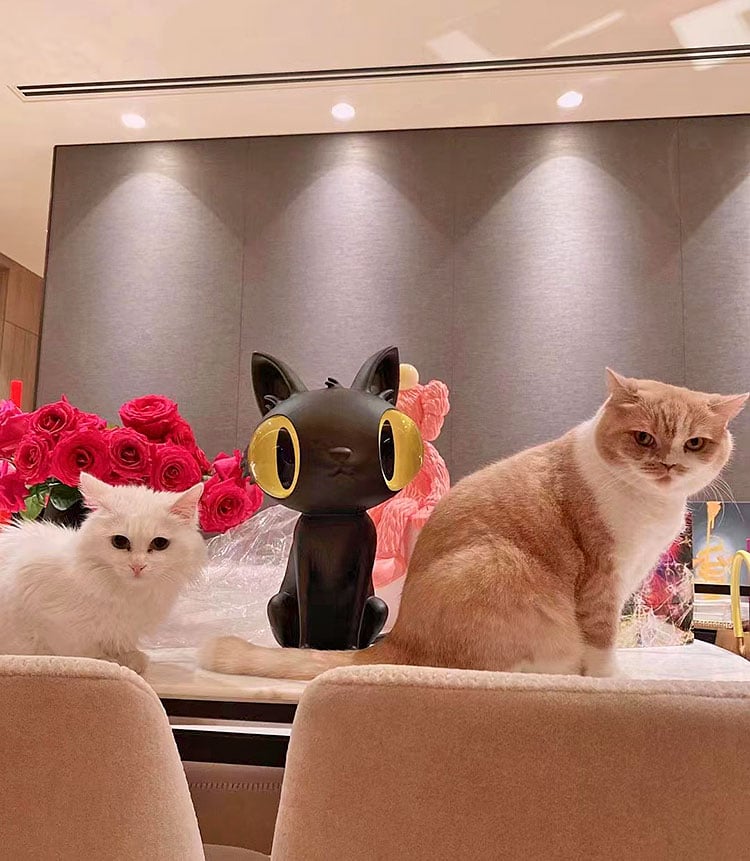 Javier Calleja's cat with Kylie Ying's cats. Courtesy of Kylie Ying.