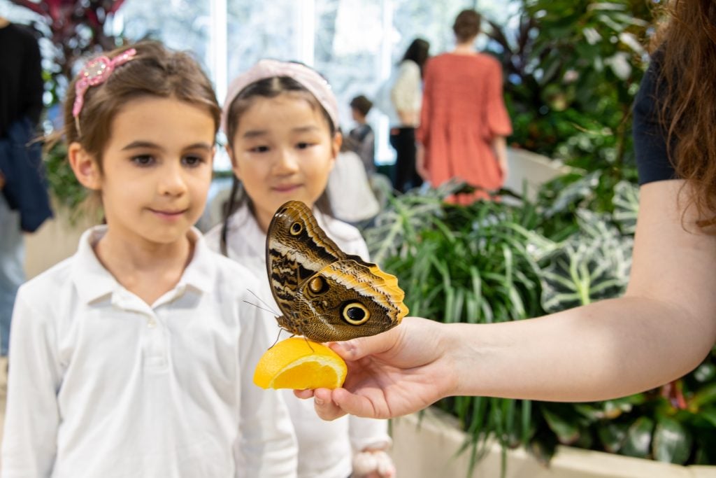 The Butterfly Vivarium at the new Richard Gilder Center for Science, Education, and Innovation at the American Museum of Natural History. Photo by Dennis Finnin, courtesy of the American Museum of Natural History, New York. 