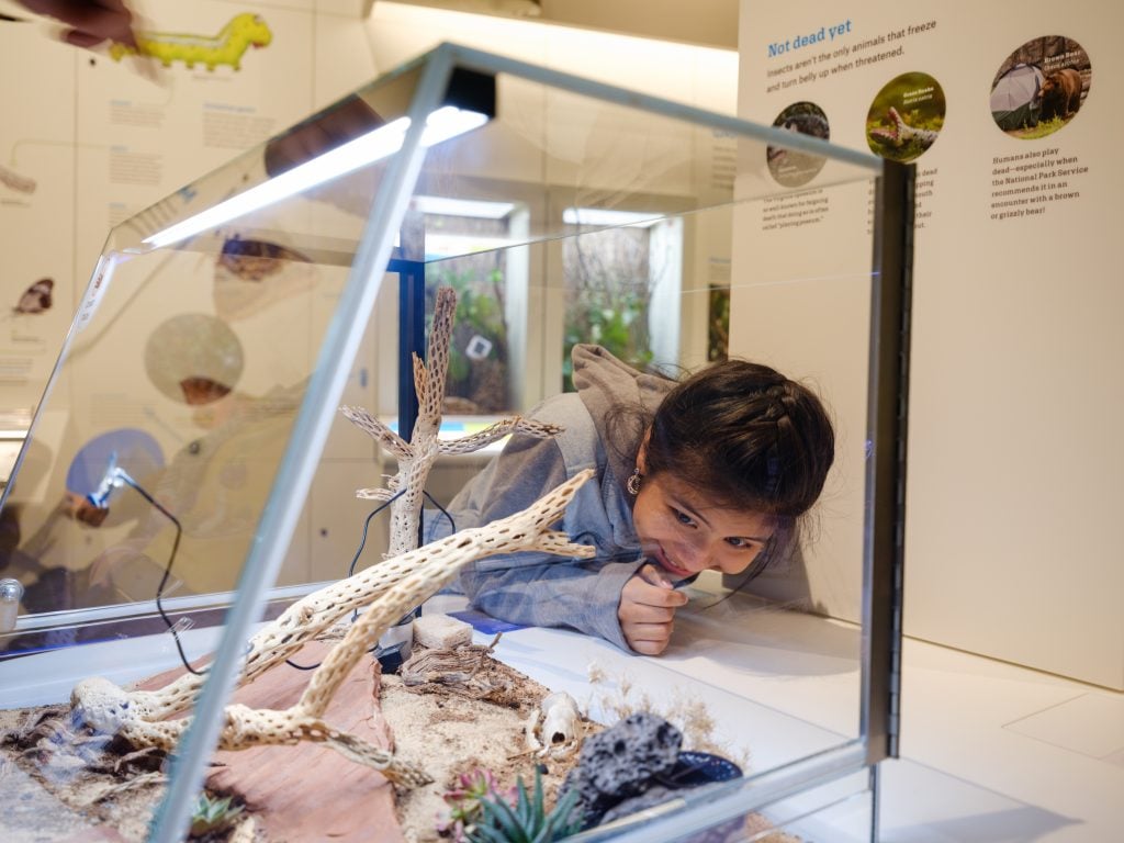 The Insectarium in the new Richard Gilder Center for Science, Education, and Innovation at the American Museum of Natural History. Photo by Alvaro Keding, courtesy of the American Museum of Natural History, New York. 