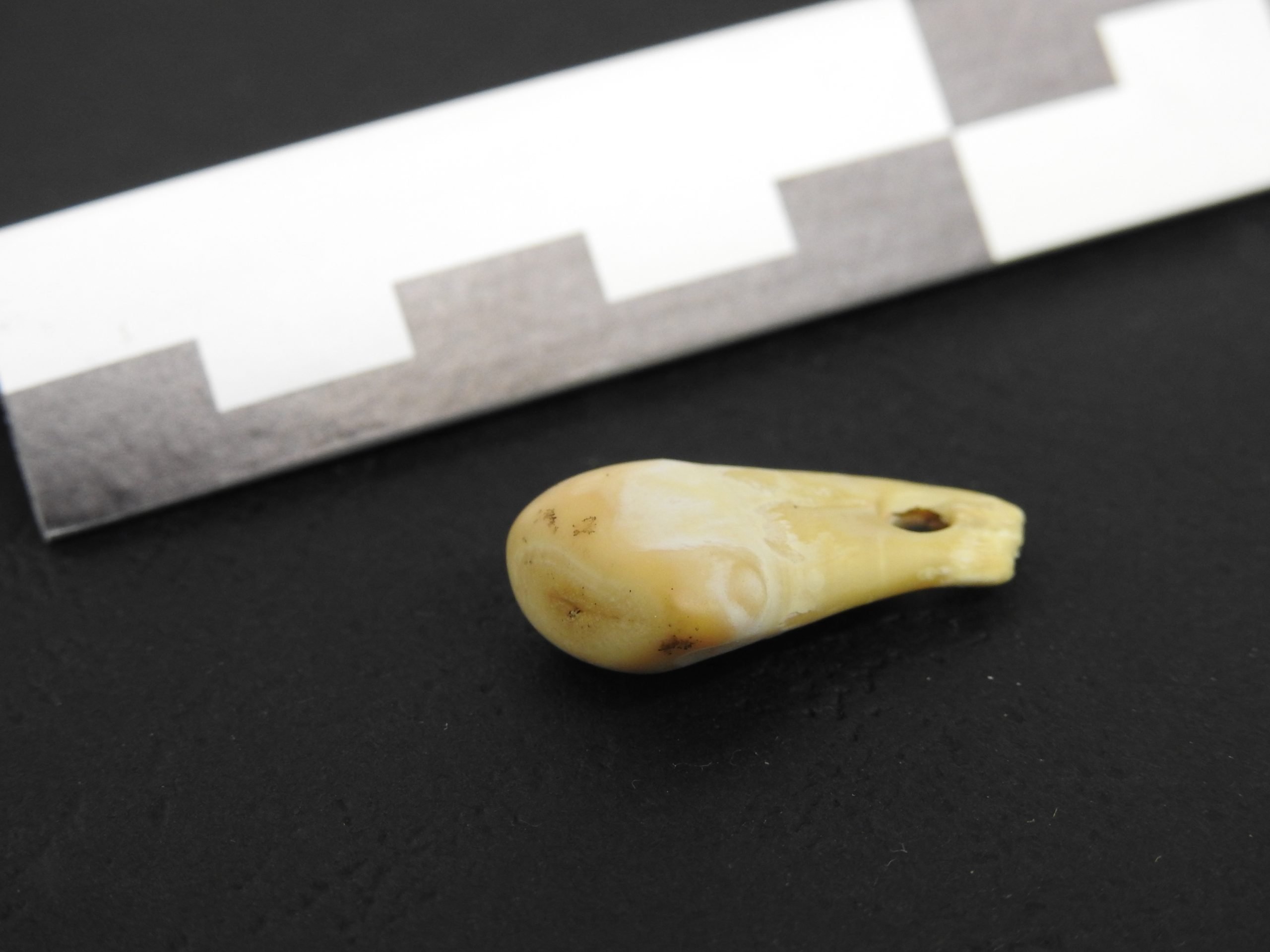 Ancient hominid bone serves up DNA stunner