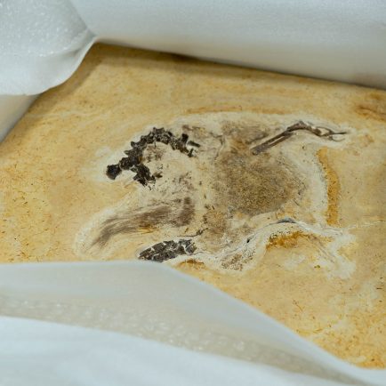 A Rare Dinosaur Fossil, Allegedly Exported Illegally to Germany, Has Returned Home to Brazil After a Three-Year Social Media Campaign