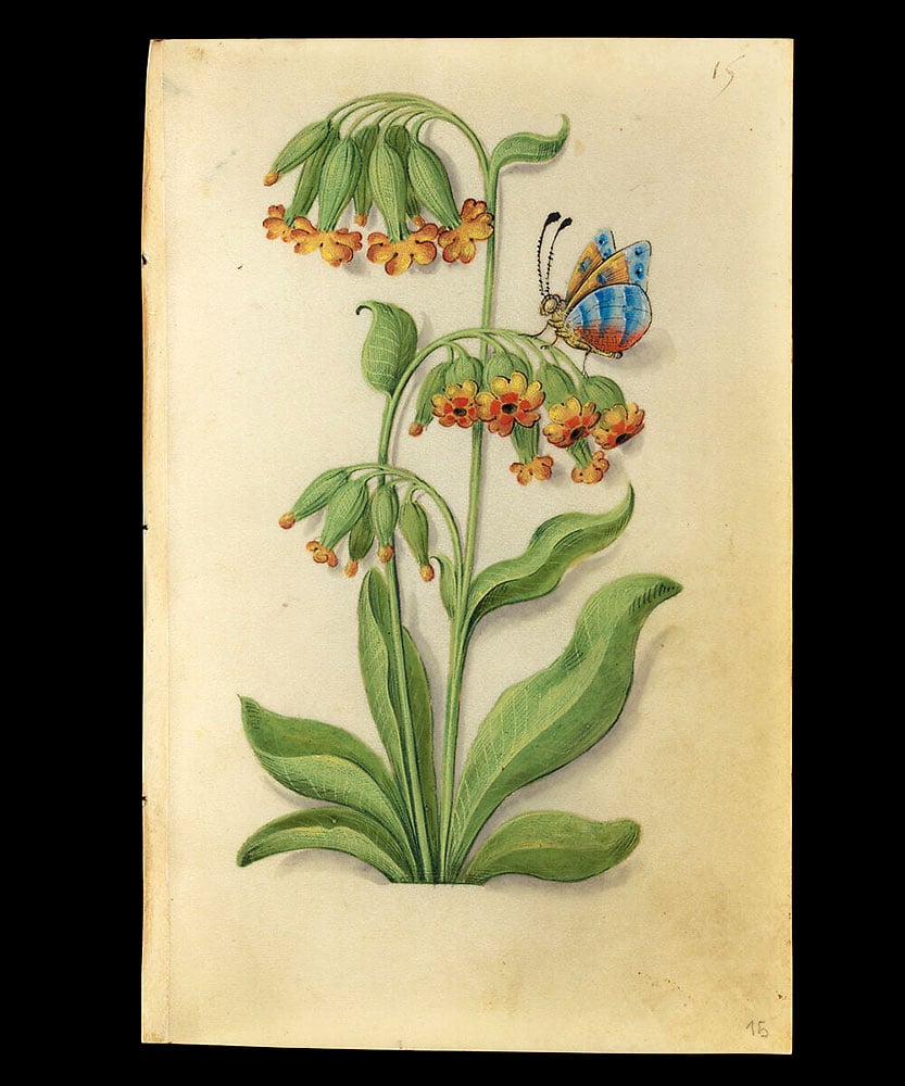 Page from the Book of Flower Studies (ca. 1510–1515), attributed to Master of Claude de France, showing St. Peter's Keys (Primula veris) with a butterfly.