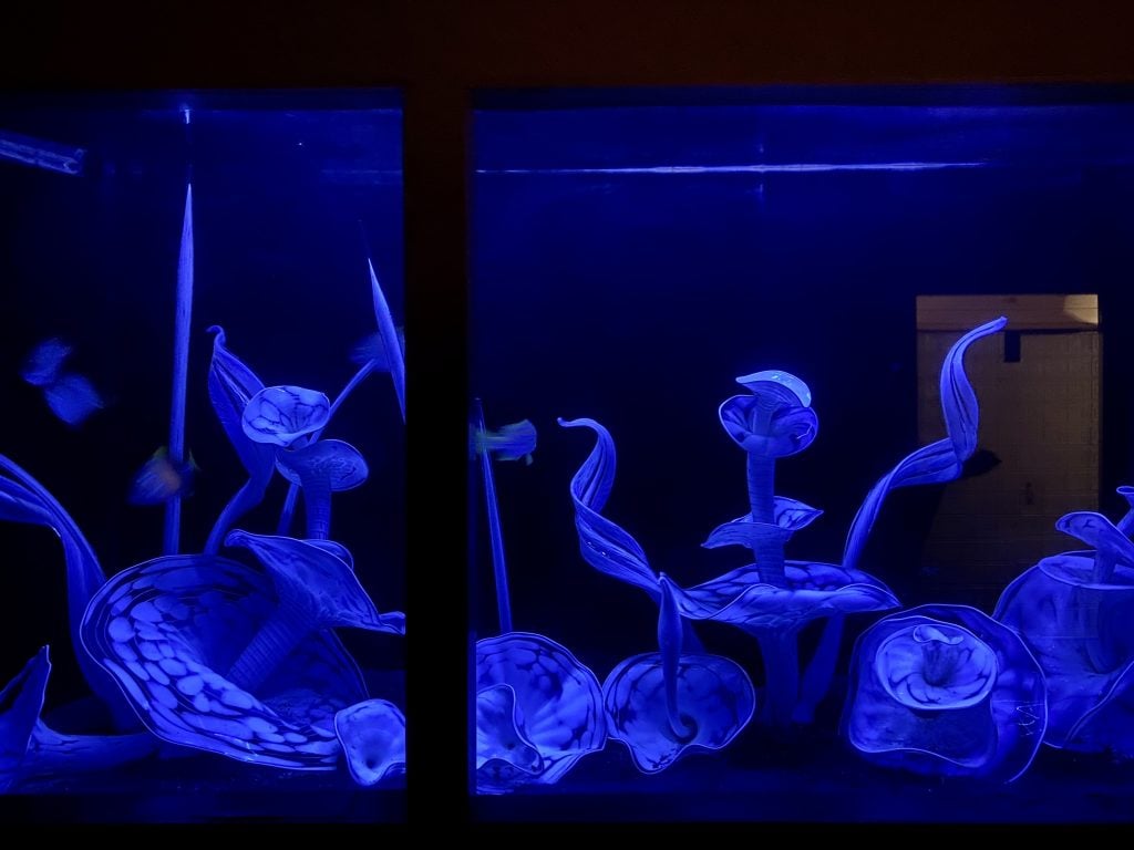 Glass sculpture in the aquarium at the Boathouse, Dale Chihuly's Seattle studio. Photo by Sarah Cascone. 
