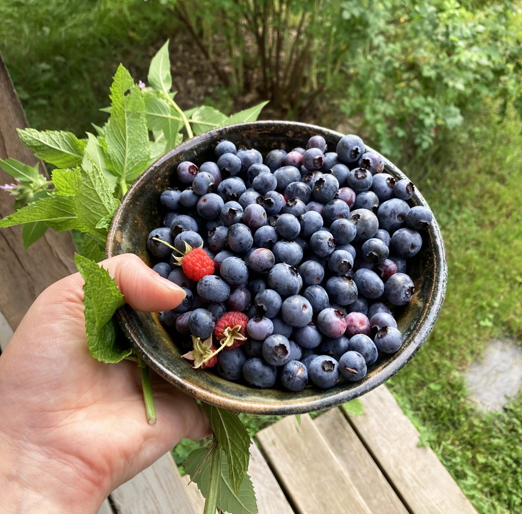 Blueberries harvested for a studio snack.