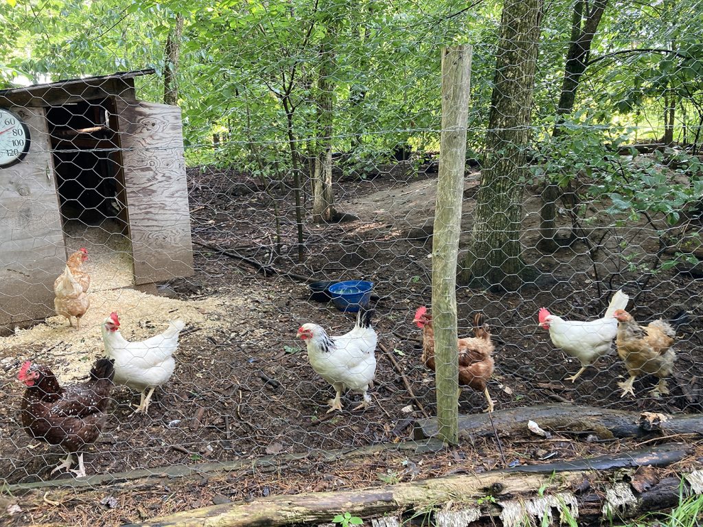 Here are my chickens, all named after drag queens.)
