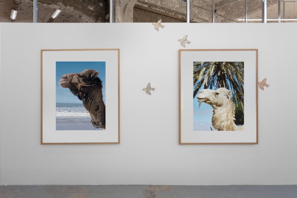 Marc Camille Chaimowicz’s bird ceramics and rugs alongside German-Korean photographer Heji Shin’s portraits of camels at House of Gaga's stand. Photo: Courtesy of House of Gaga.