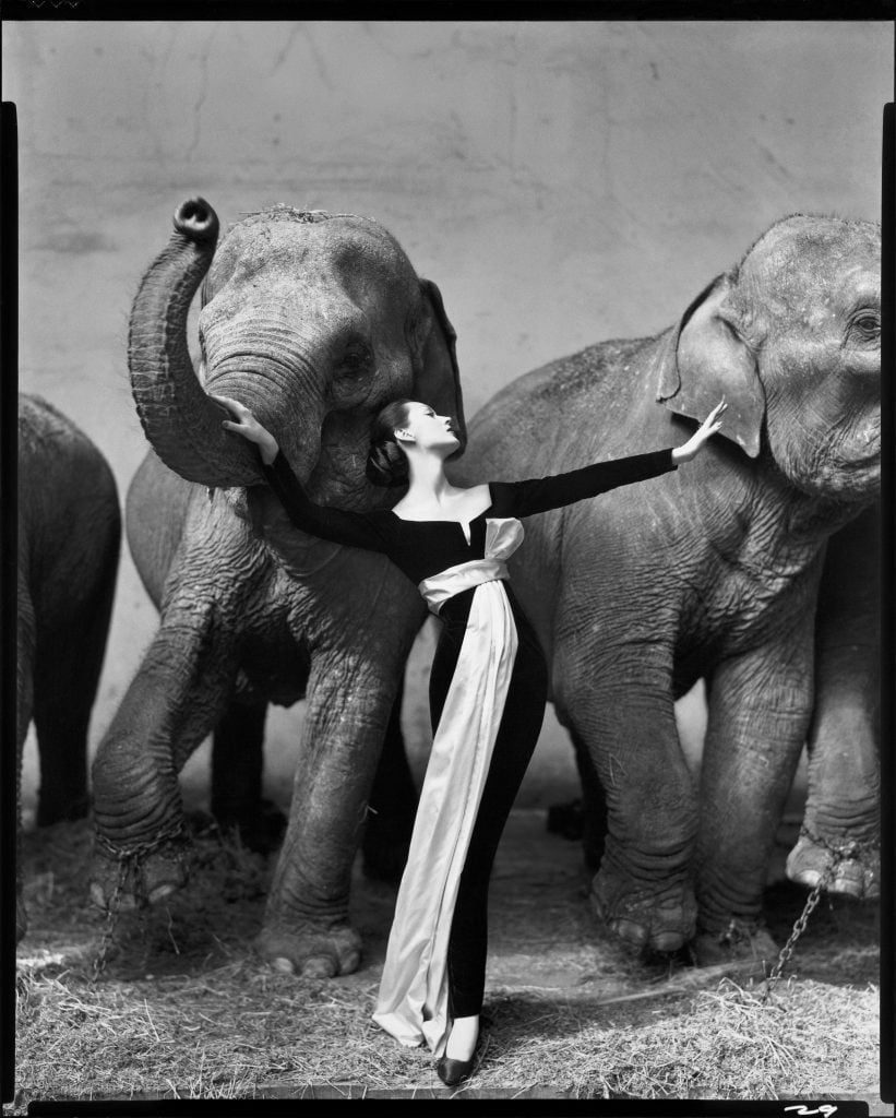 Richard Avedon, Dovima with elephants, evening dress by Dior, Cirque d'Hiver, Paris, August 1955. (1955). © The Richard Avedon Foundation.