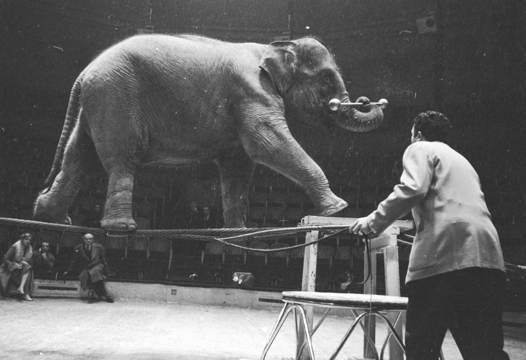 Elsie, the first elephant in the world trained to walk a tightrope (Paris, 1955). Photo by John Sadovy/BIPs/Getty Images.