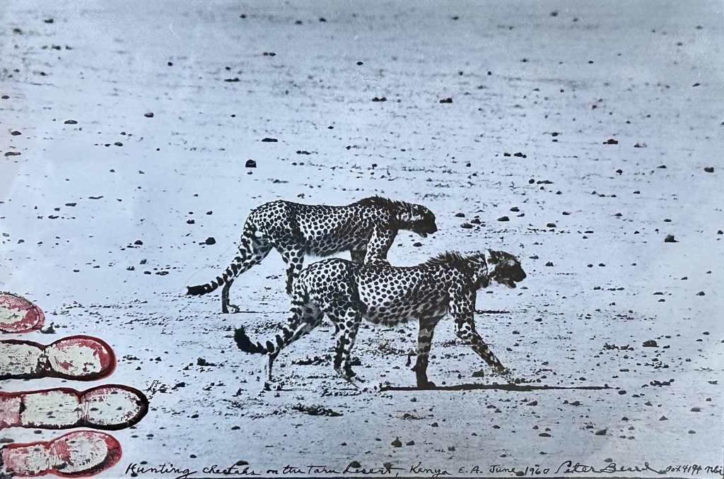 Peter Beard, Hunting Cheetahs on the Taru Desert, Kenya, June 1960 (1960). Est. $15,000–$20,000.