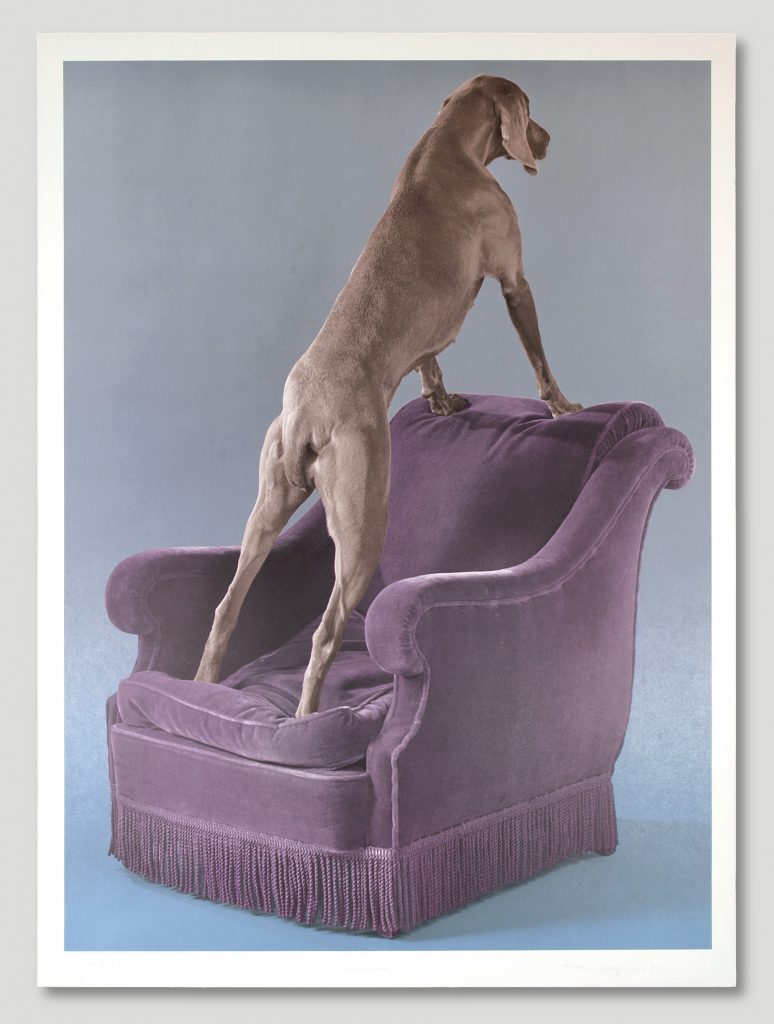 William Wegman, Overview (1993). Courtesy of Approximately Blue. 