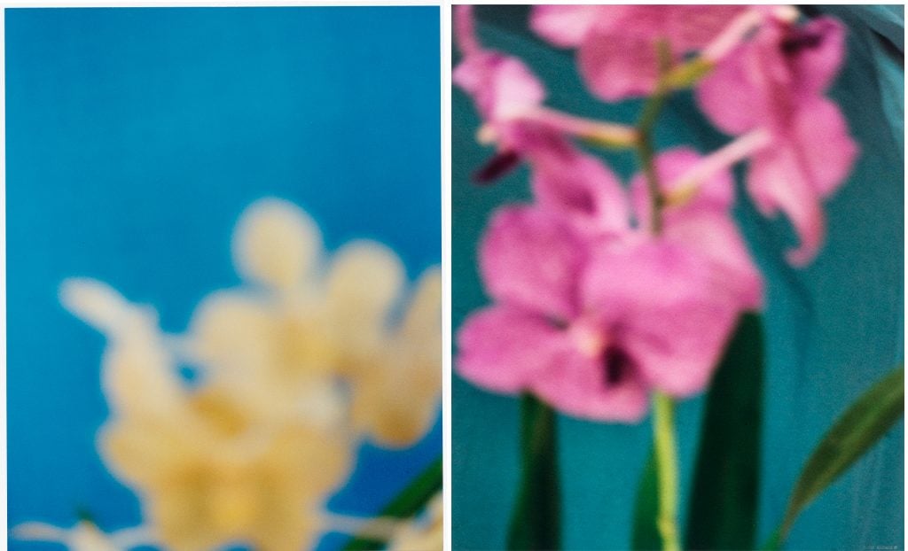 abstract out of focus photographs of orchids in yellow and pink by David Seidner 