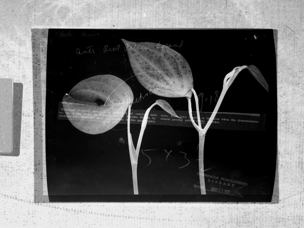 photogram of two sprouts with leaves and tape with text