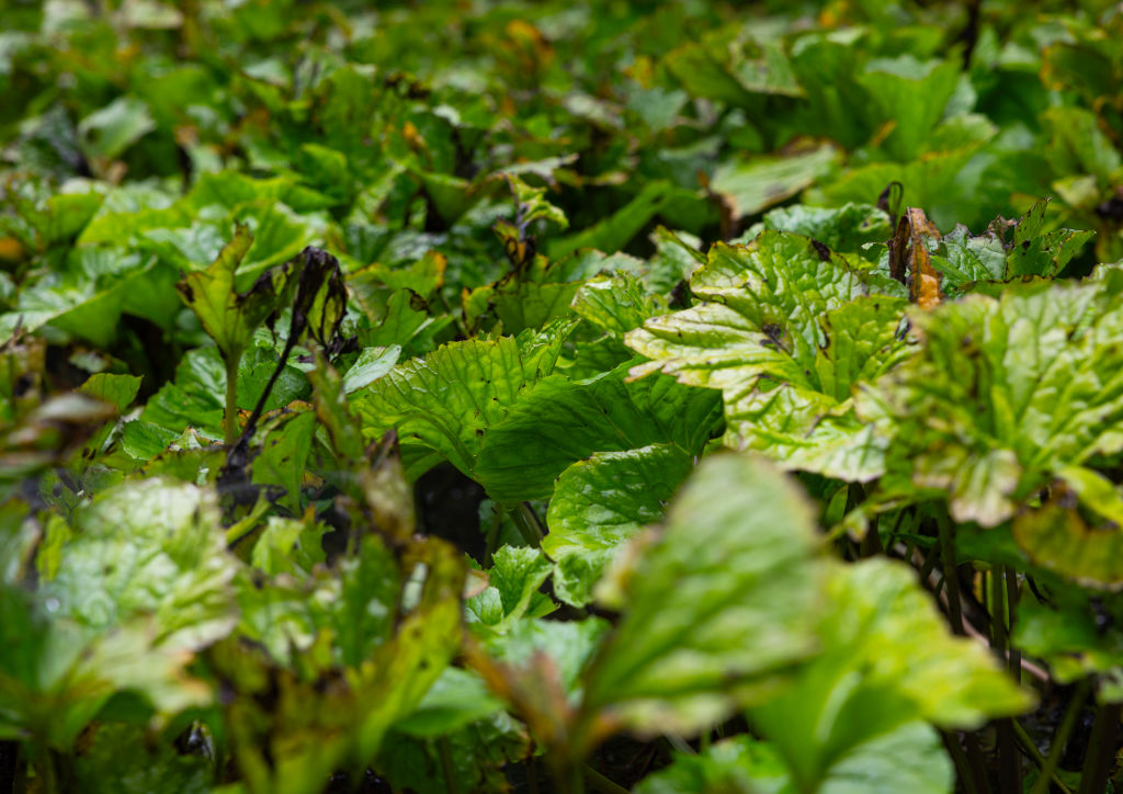 The image is a close-up of some green wasabi leaves in a field.