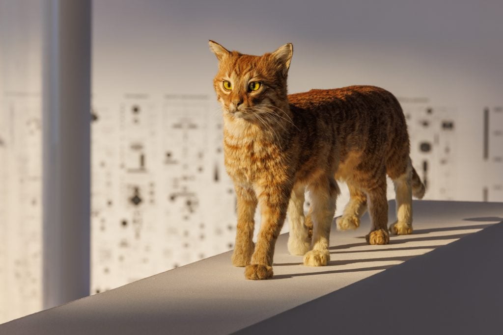 A sculpture of a taxidermied cat in a gallery space