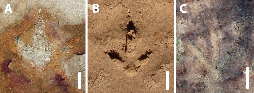 Three pictures of fossilized dinosaur footprints.
