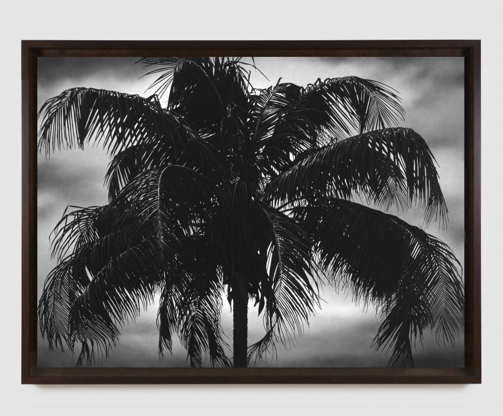 A black-and-white drawing of a palm tree in a black frame is seen in a photo