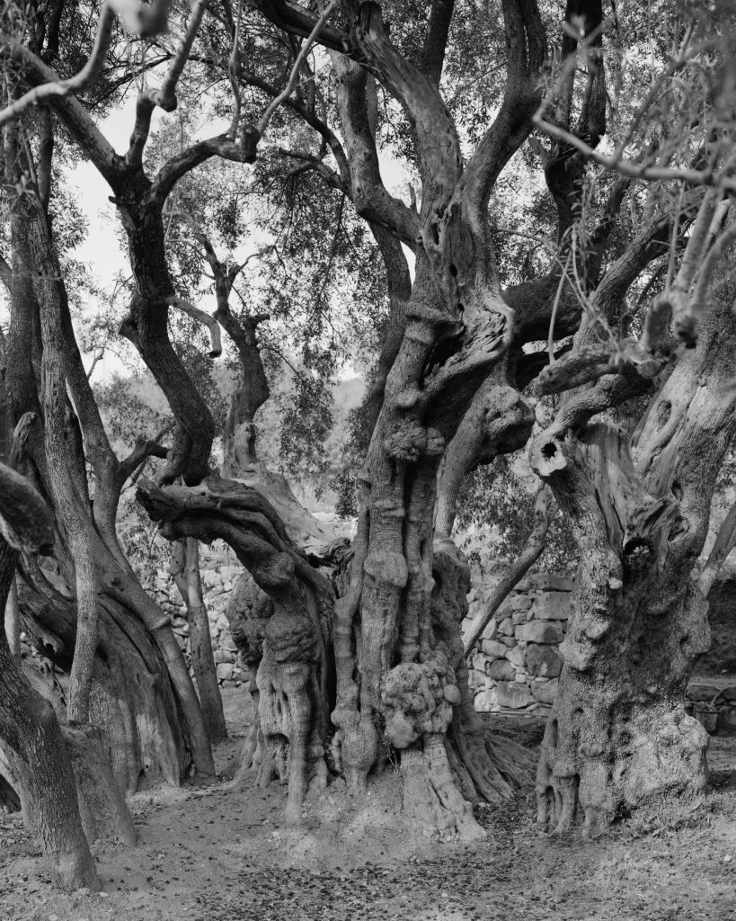 a black and white photograph of an ancient looking tree with a thick trunk and many twisting branches